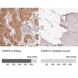 Cytosol Nonspecific Dipeptidase (CNDP2)/CPGL Antibody, Novus Biologicals